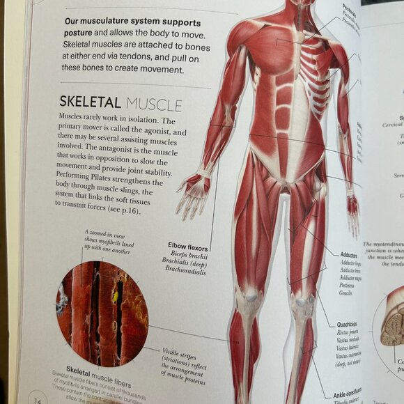 Science of Pilates: Understand the Anatomy and Physiology - Picture 2 of 4